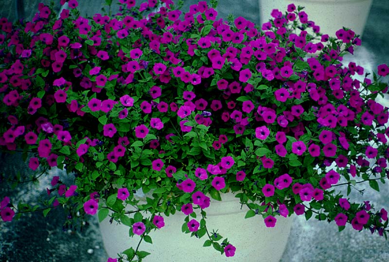 When to Plant Petunias in Texas