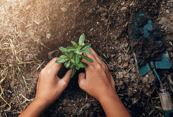 When to Plant Trees in Utah