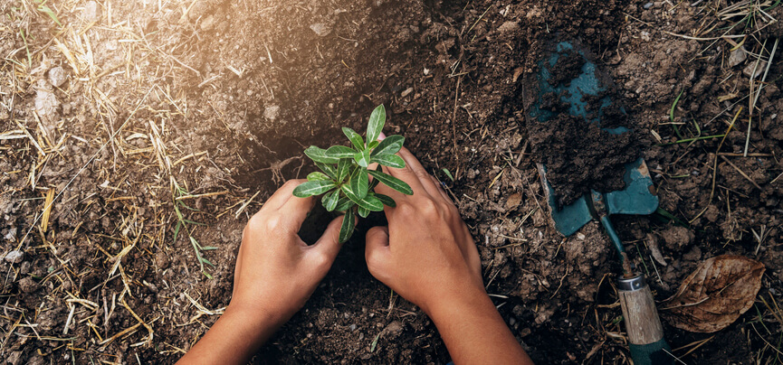 When to Plant Trees in Utah