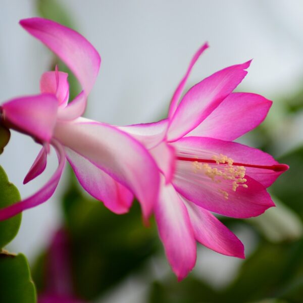 Are Christmas Cactus Flowers Edible
