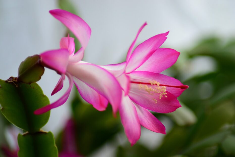 Are Christmas Cactus Flowers Edible