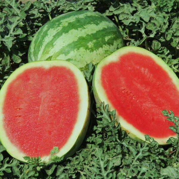 Are Crimson Sweet Watermelons Seedless