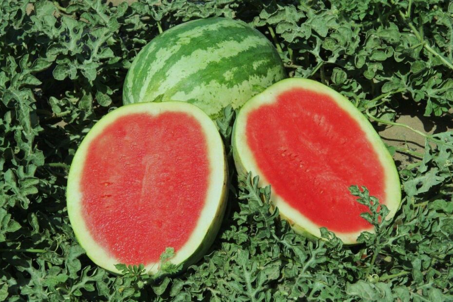 Are Crimson Sweet Watermelons Seedless