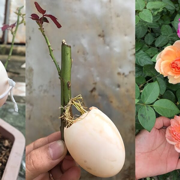 Are Egg Shells Good for Roses