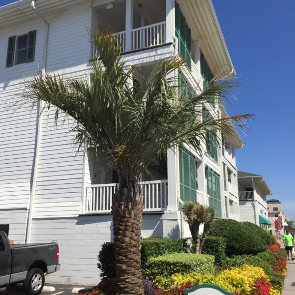 Can Palm Trees Grow in Virginia