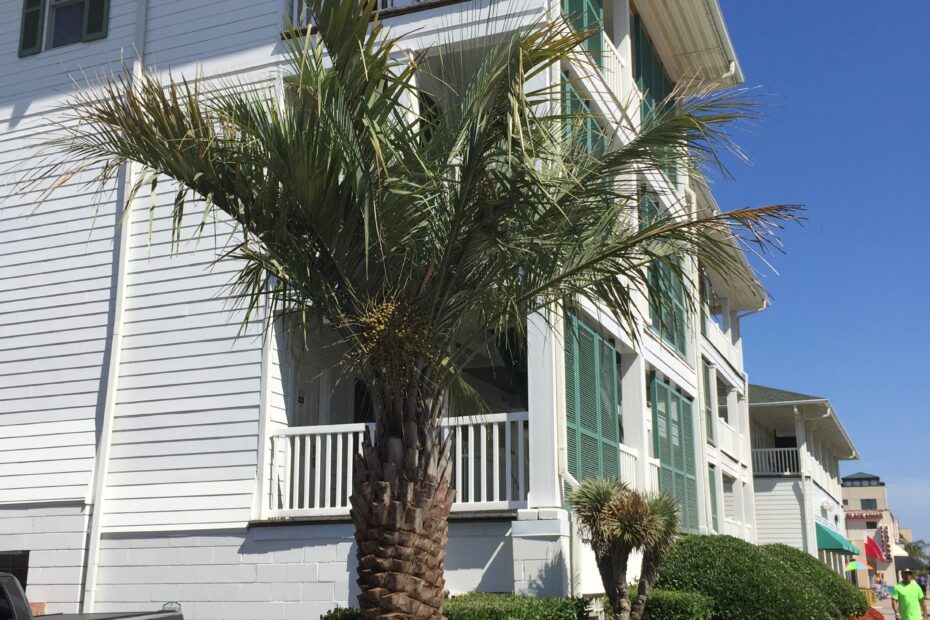 Can Palm Trees Grow in Virginia