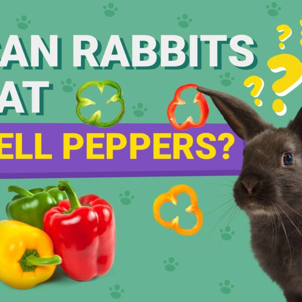 Can Rabbits Eat Bell Pepper Seeds