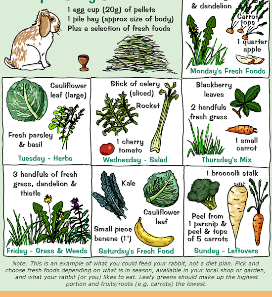 Can Rabbits Eat Tree Leaves