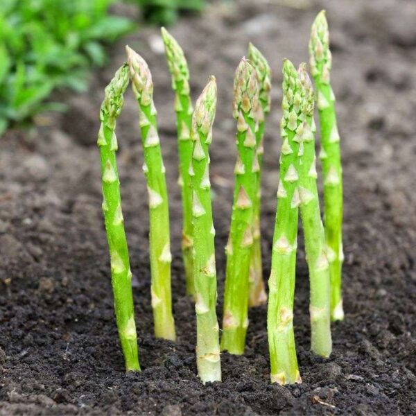 Can You Plant Asparagus from the Store