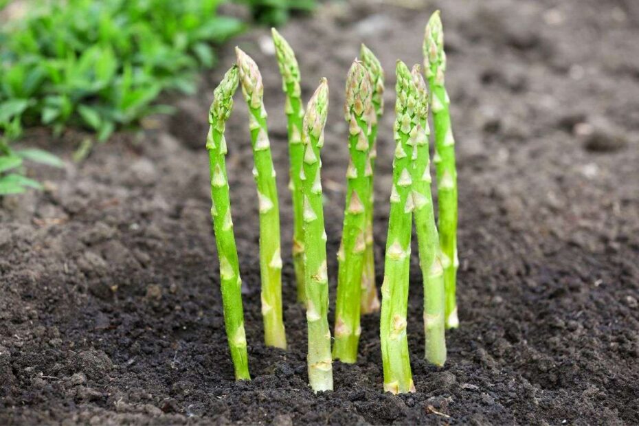 Can You Plant Asparagus from the Store