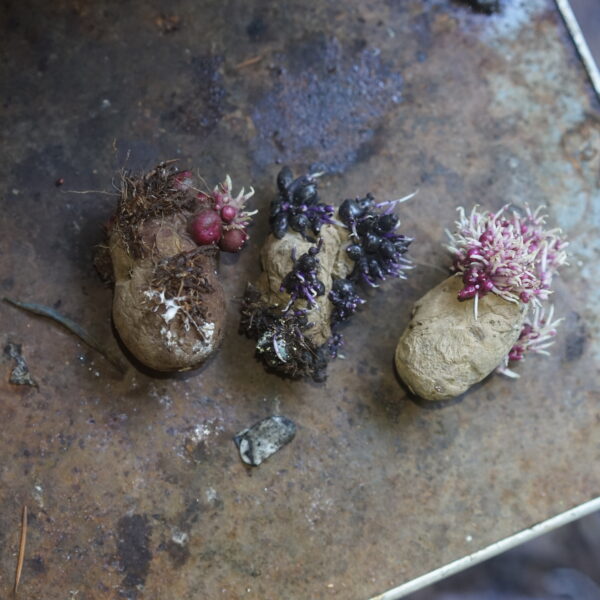 Can You Plant Moldy Potatoes