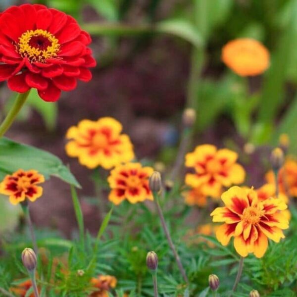 Can You Plant Zinnias and Marigolds Together