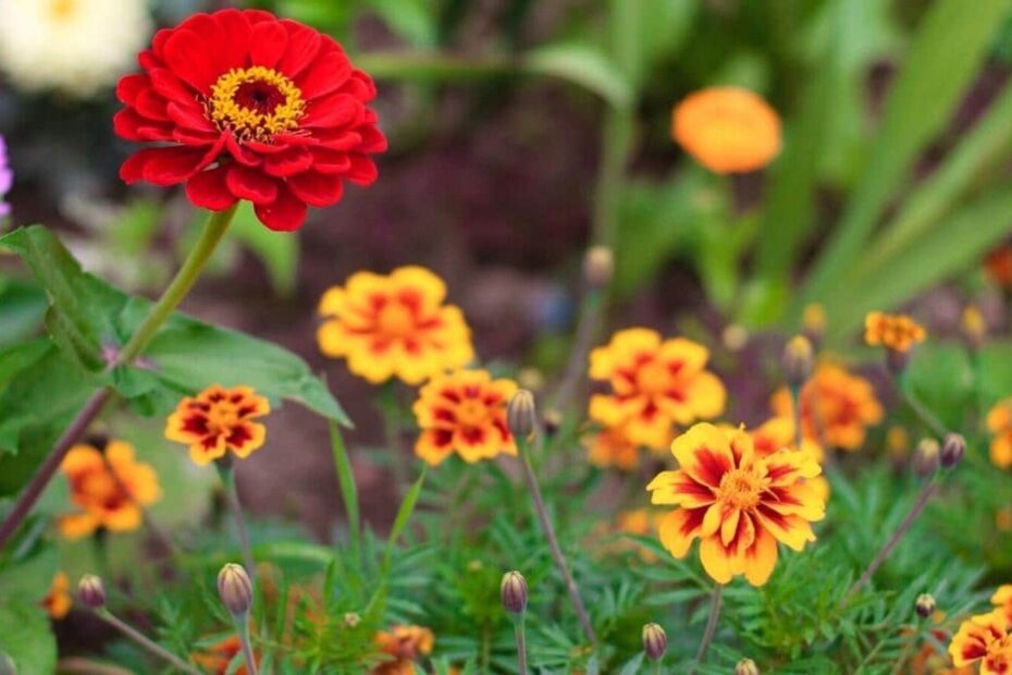 Can You Plant Zinnias and Marigolds Together