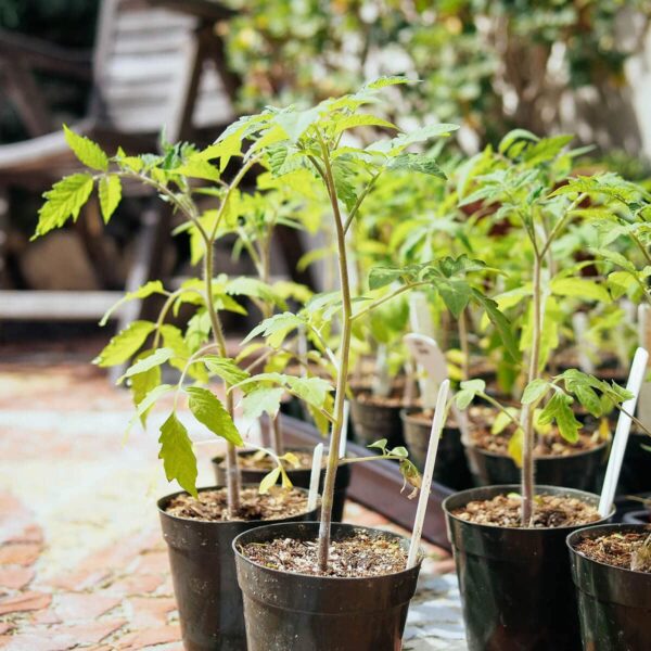 Can You Transplant Mature Tomato Plants