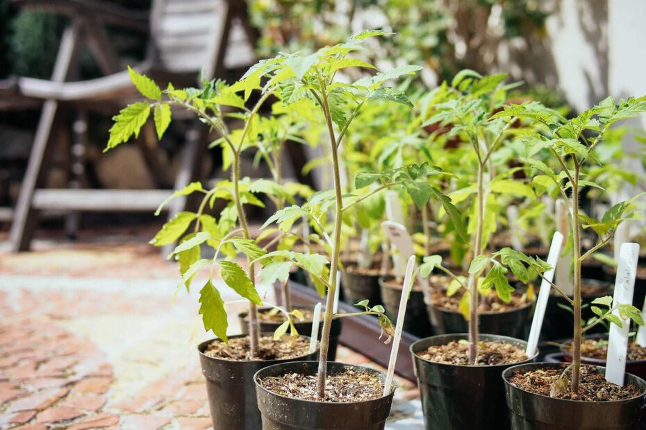 Can You Transplant Mature Tomato Plants