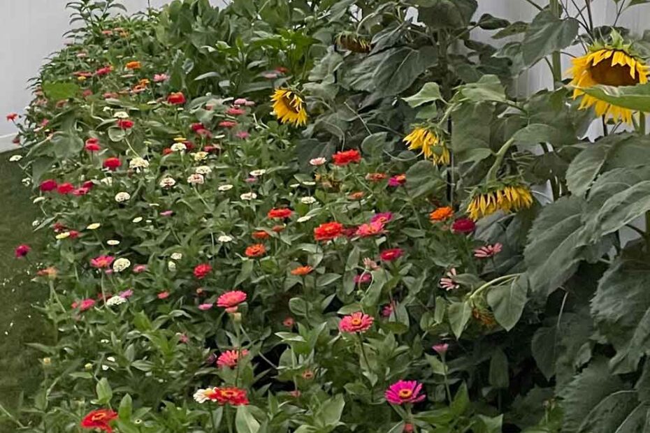 Can Zinnias and Sunflowers Grow Together