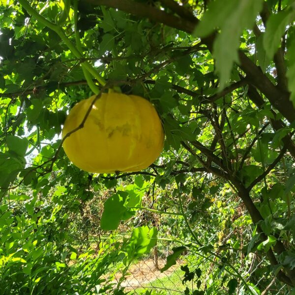 Do Pumpkins Grow on Trees