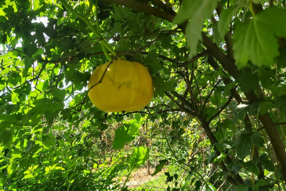 Do Pumpkins Grow on Trees