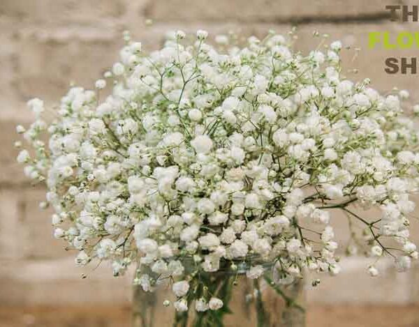 Does Baby Breath Flower Smell Bad