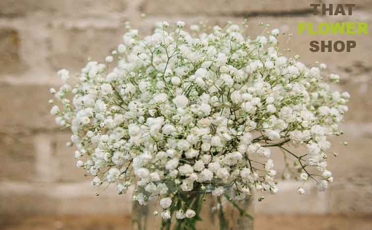 Does Baby Breath Flower Smell Bad