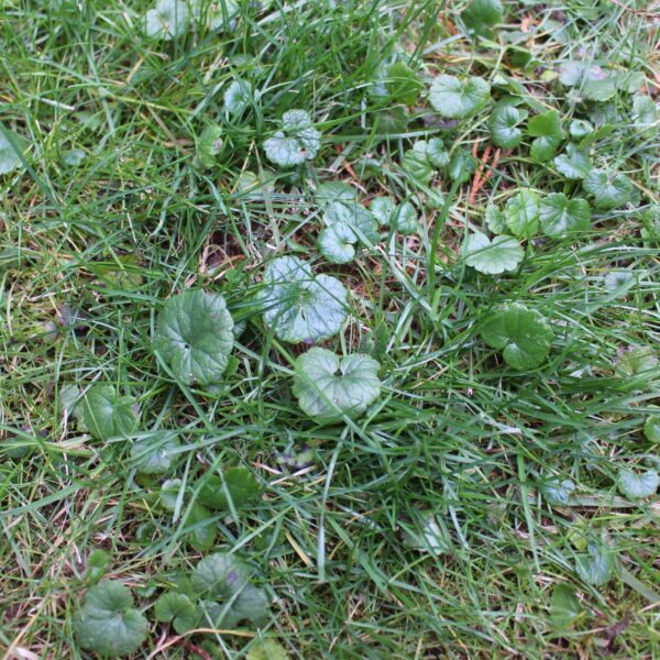 How Do Weeds Grow