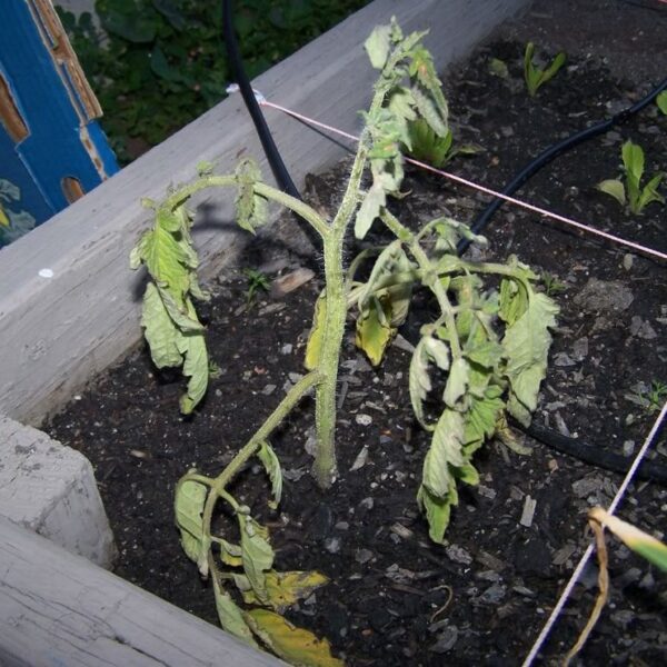 How Long Does Tomato Transplant Shock Last