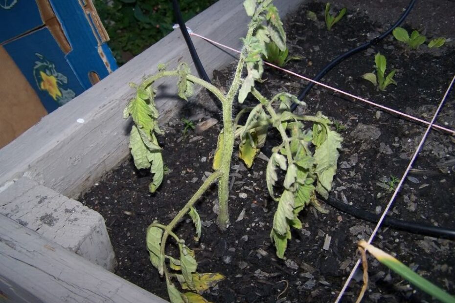 How Long Does Tomato Transplant Shock Last