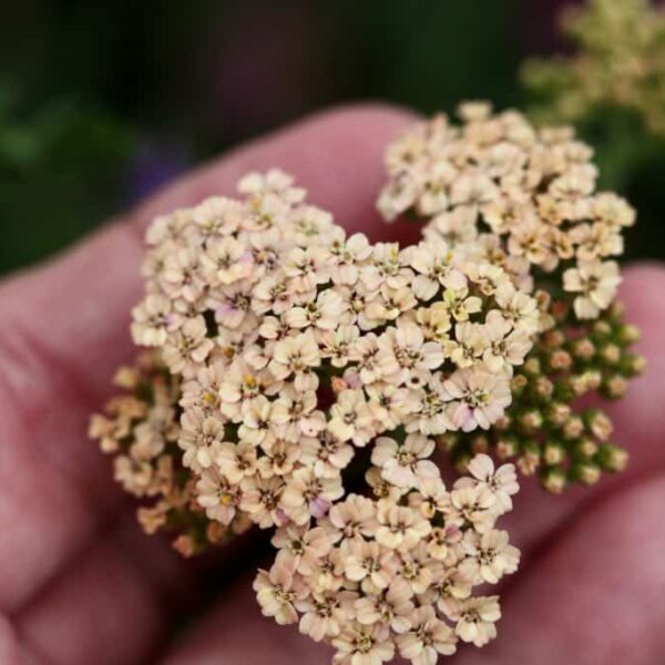 How to Dry Yarrow for Flower Arrangements