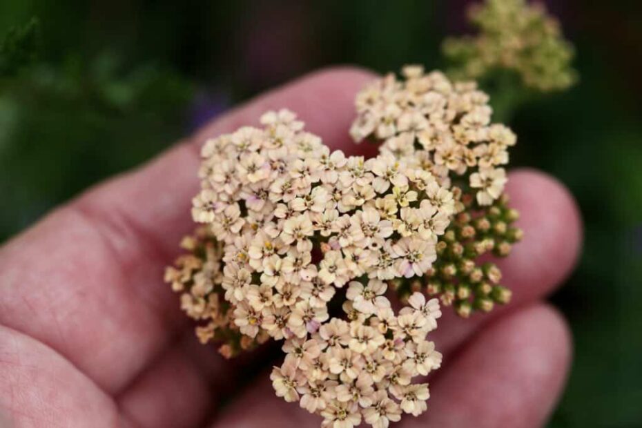 How to Dry Yarrow for Flower Arrangements