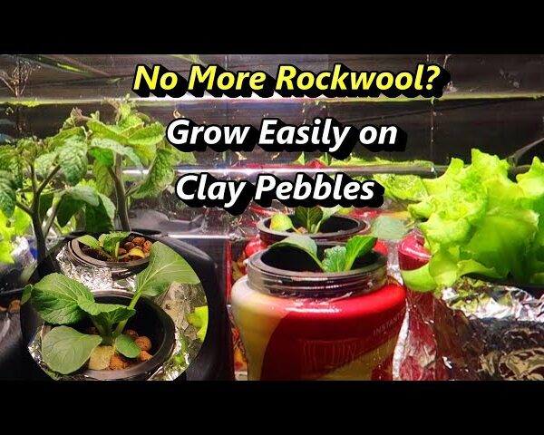 How to Germinate Seeds for Hydroponics Without Rockwool