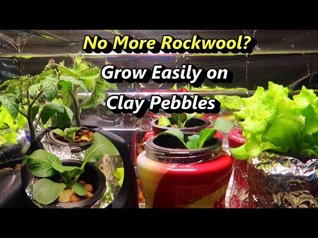 How to Germinate Seeds for Hydroponics Without Rockwool