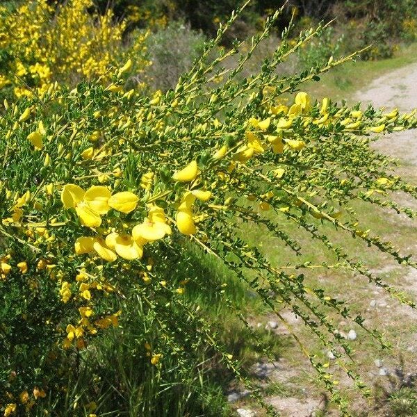 How to Get Rid of Broomweed