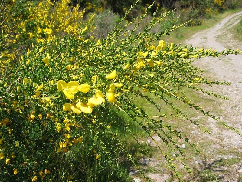 How to Get Rid of Broomweed