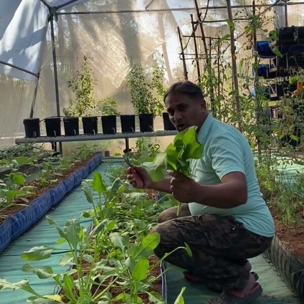 How to Harvest Spinach Without Killing the Plant
