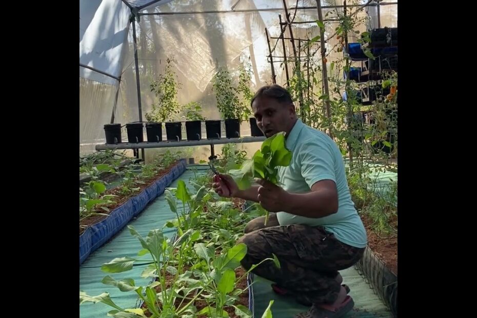 How to Harvest Spinach Without Killing the Plant