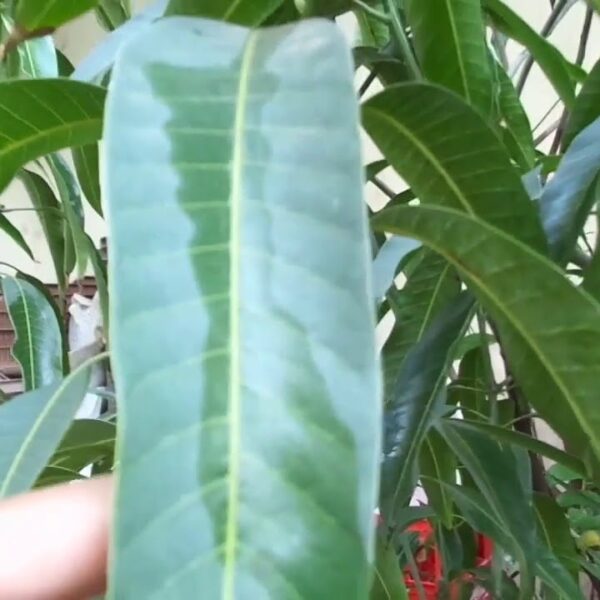 How to Identify Mango Tree Varieties by Leaf