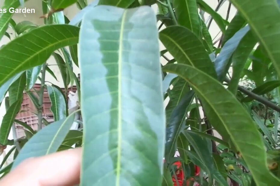 How to Identify Mango Tree Varieties by Leaf