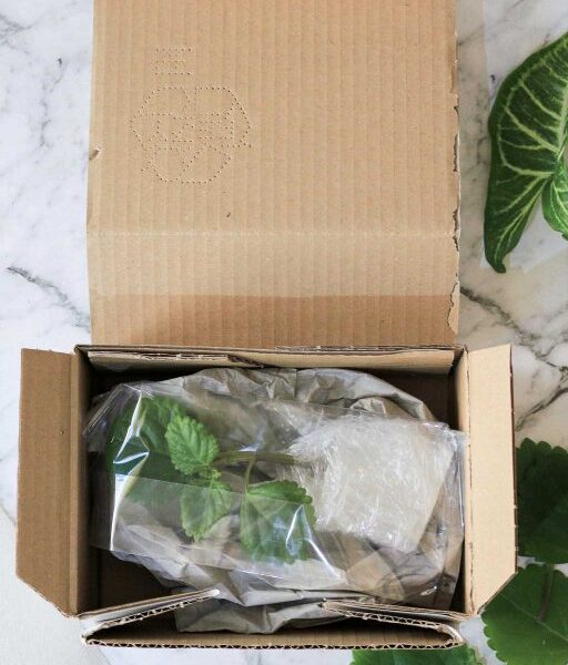 How to Mail Plant Cuttings