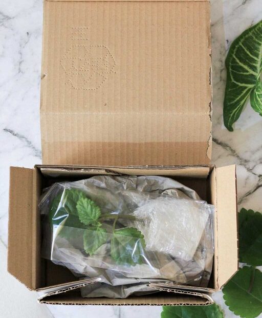 How to Mail Plant Cuttings