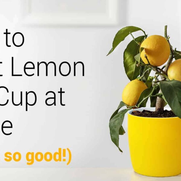 How to Plant a Lemon in a Cup