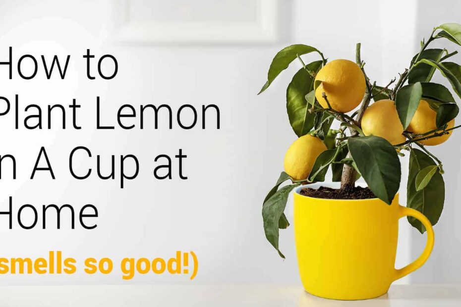 How to Plant a Lemon in a Cup