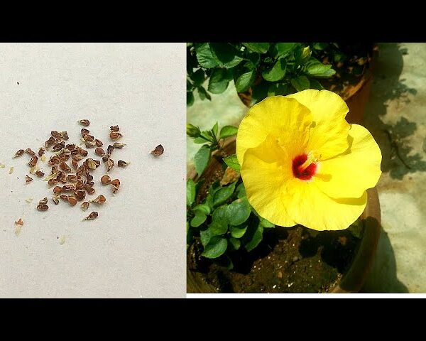 How to Save Hibiscus Seeds