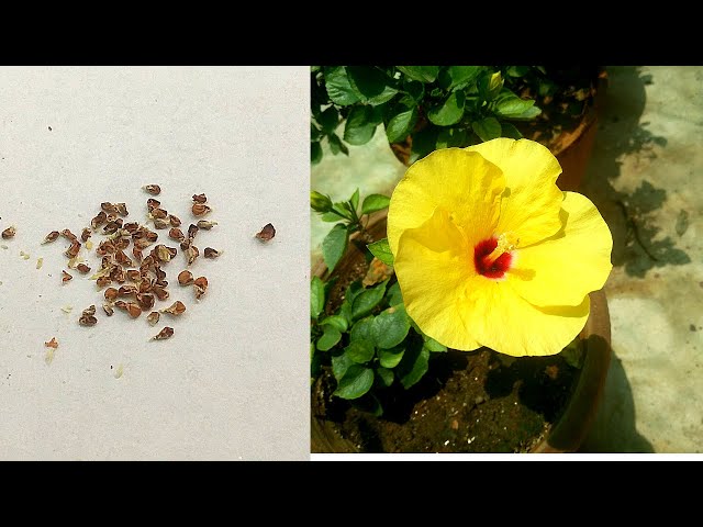 How to Save Hibiscus Seeds