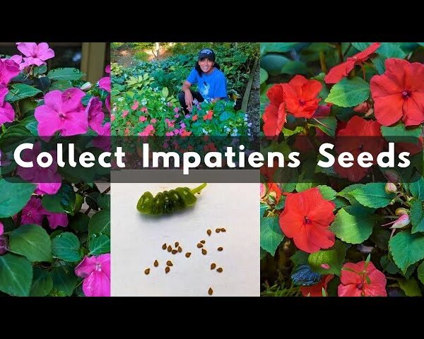 How to Save Impatiens Seeds