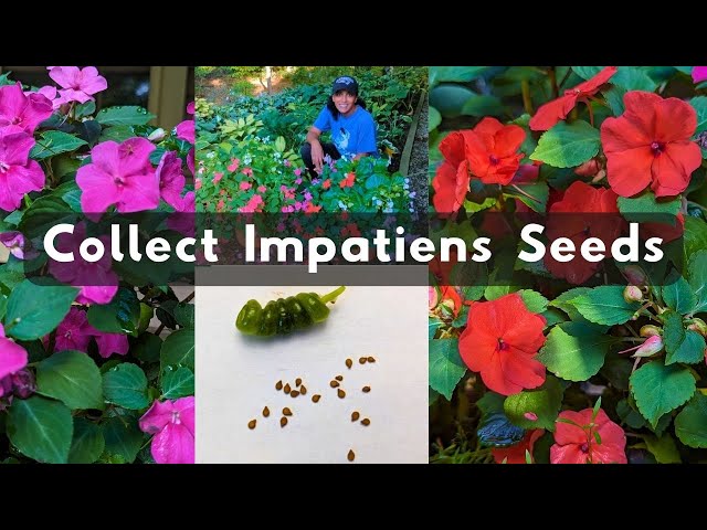 How to Save Impatiens Seeds