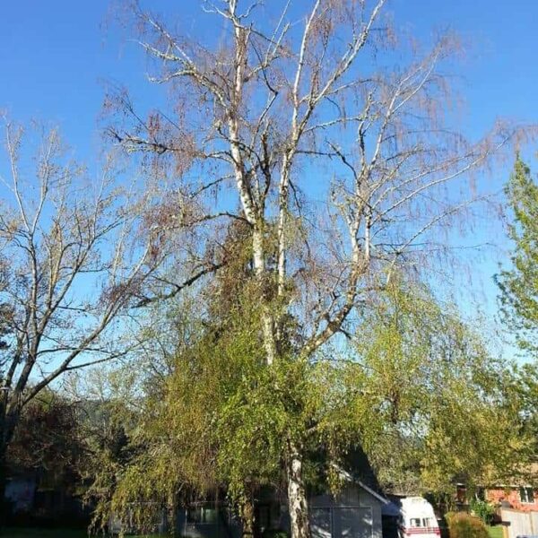 How to Tell if a Birch Tree is Dying