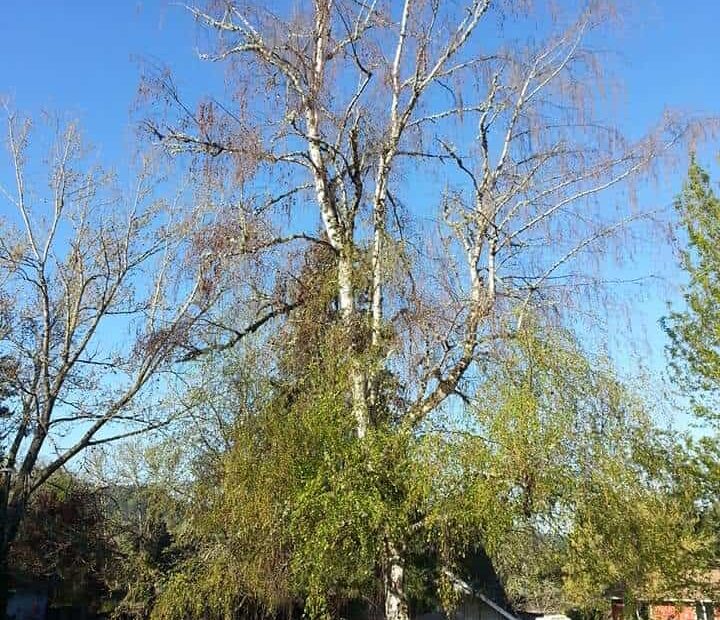 How to Tell if a Birch Tree is Dying