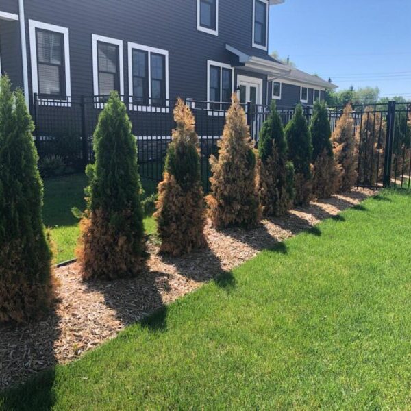 How to Transplant Arborvitae
