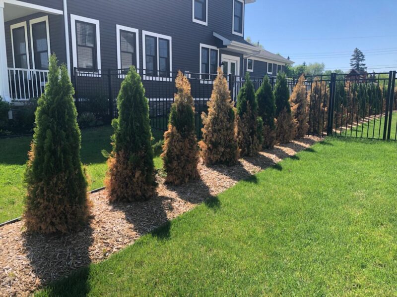 How to Transplant Arborvitae