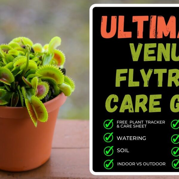 How to Transplant Venus Fly Trap